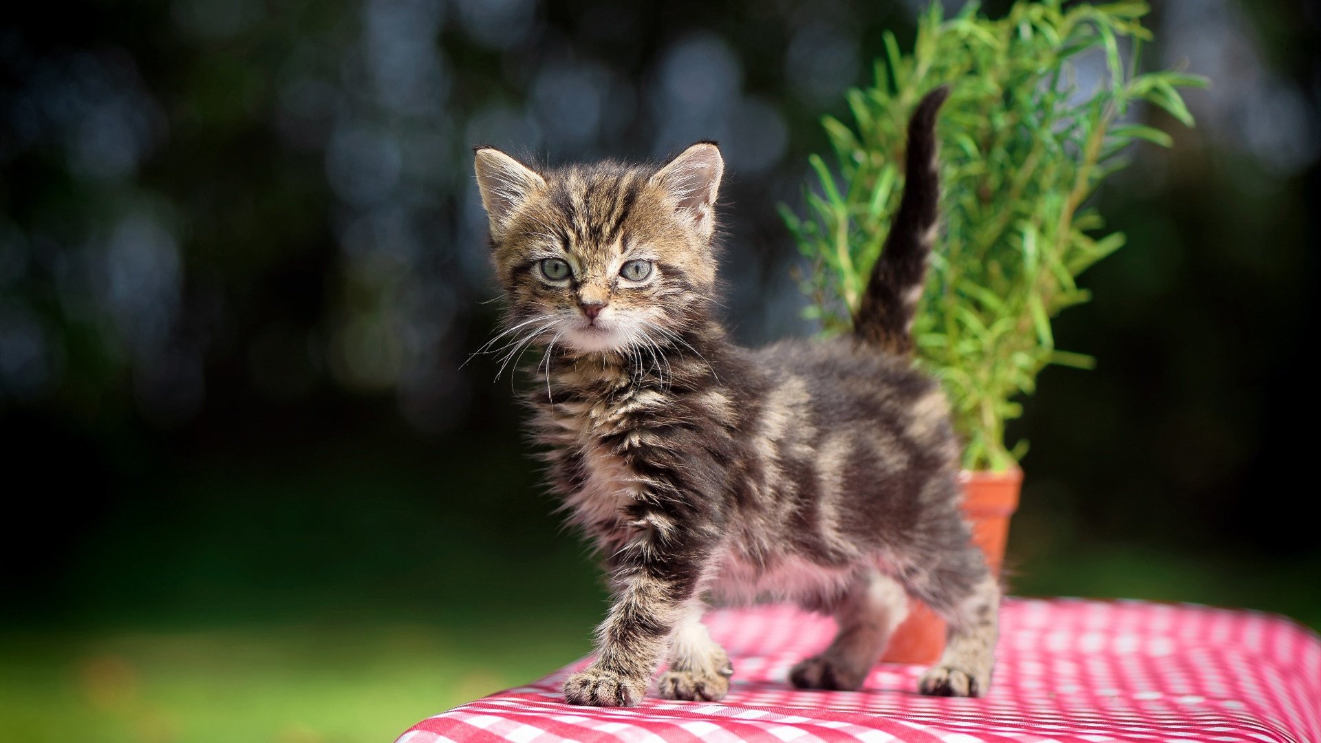 开云网址-中国男篮保持专注力 精准执行赛前部署，聊聊中国男篮