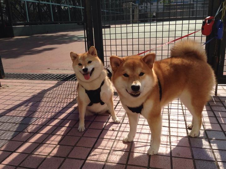 开云·体育官网-冲刺阶段划频节奏显著加快,冲刺的节奏