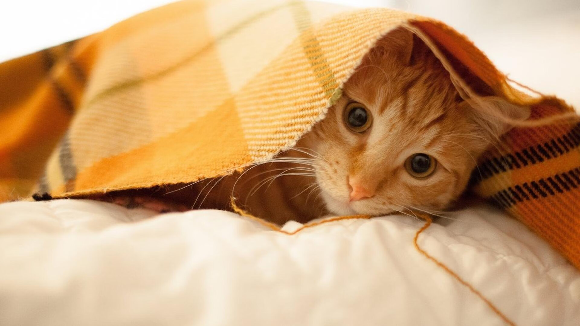 开云体育登录网站入口-法甲激烈对抗：战术创新引燃全场，法甲对阵